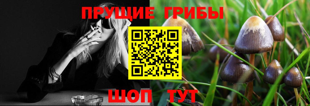 Мичуринск  Галлюциногенные грибы Psilocybine cubensis  Вход с VPN 